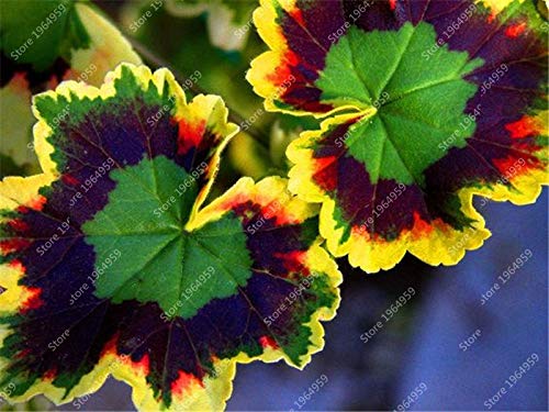 30 Graines Rares De Géranium/pélargonium Mélangées - Pour Bonsaï, Balcon, Intérieur, Saisons Variées