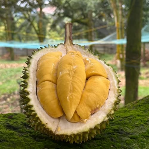 durian - durianfrucht - zimmerpflanzen gartenpflanzen winterhart mehrjährig obstbäume 15samen