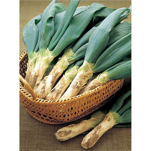 Amazon | ねぎ苗 下仁田ねぎ 短太一本ネギ 50本 抜き苗 岡山県産