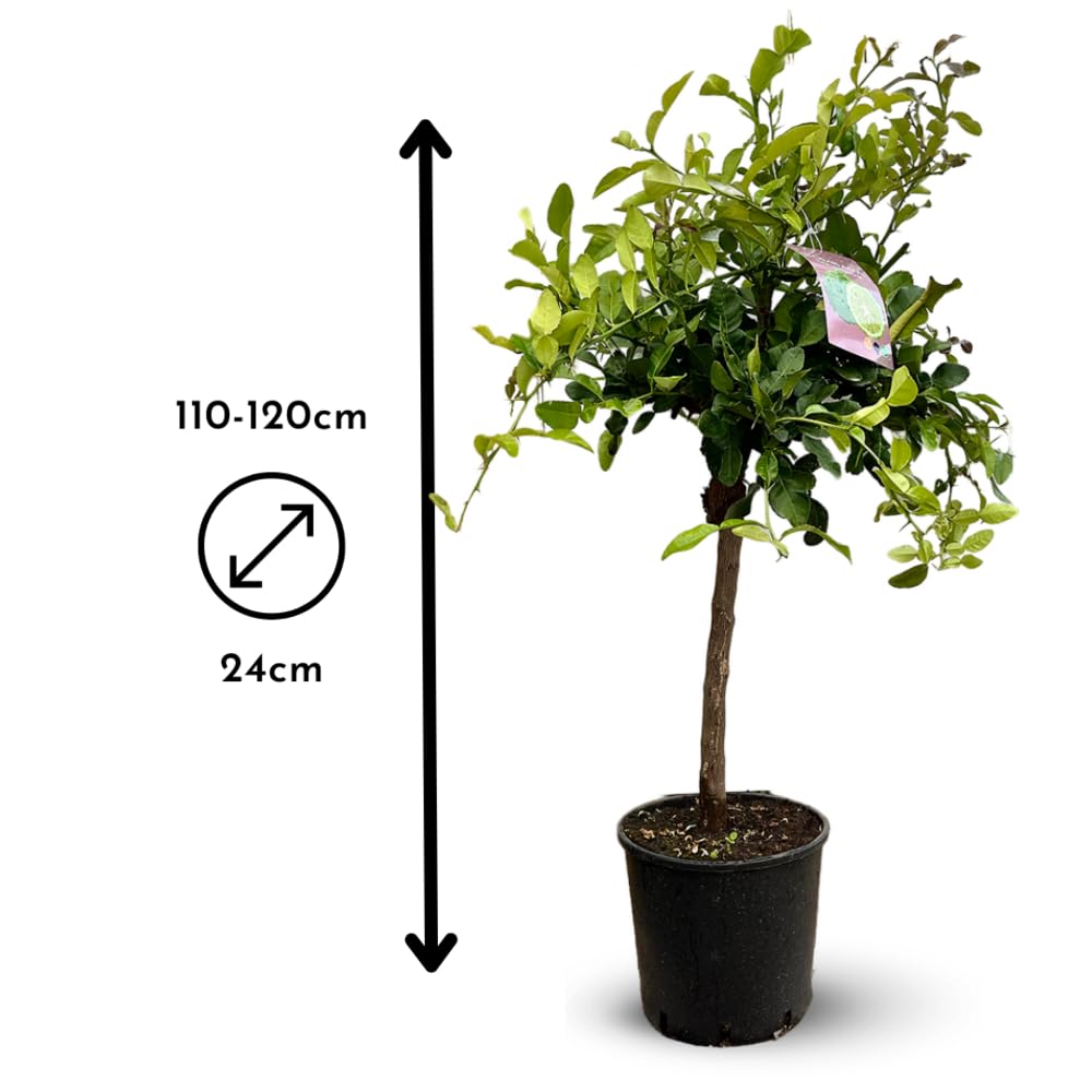 Attitude Jardin - Combava - citrus hystrix - agrume méditerranéen - arbre fruitier - 110-120 cm - ⌀ 24 cm