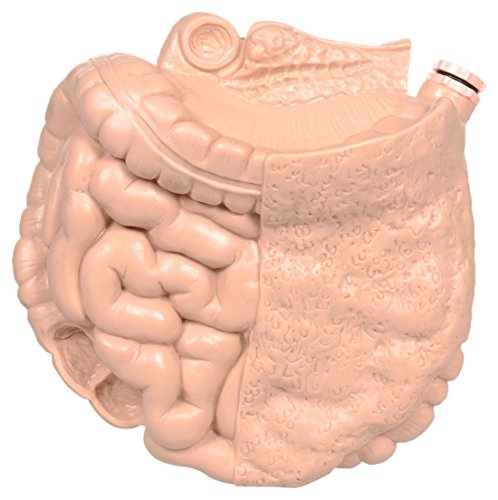 Image of 3B Scientific XP037 Intestine with Ostomy,Grade: 1 to 12, 6.87 inch Height, 6.62 inch Wide, 8.8699999999999992 inch Length
