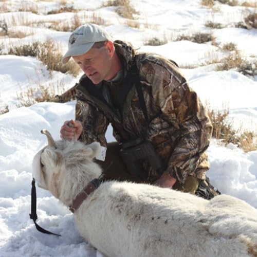 Everything Bighorn Sheep - Mike Cox
