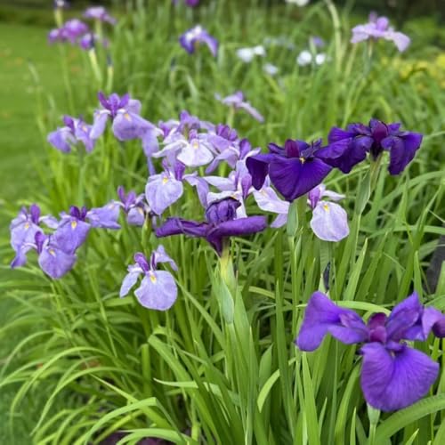 Bulbi di iris, da giardino esotiche rare da balcone bulbi a precoce decorazione da giardino per esterni 9pcs