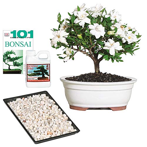 Best Gardenia Bonsai Plant Where to Buy?