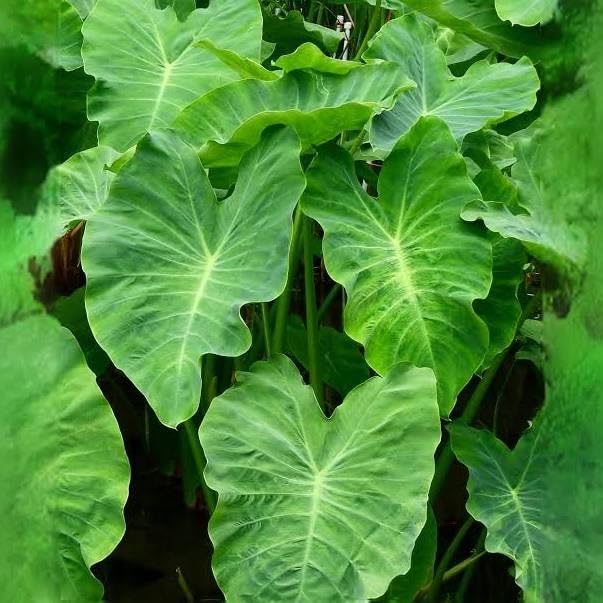 3 Large Colocasia Esculenta Elephant Ear Edoe Bulbs Tuber Plant Eddoe Eddo Root