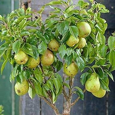 Plant House Live Dwarf Pear Fruit Tree (Nashpati) Plant with Pot (B08P6V2HDV) Amazon Price History, Amazon Price Tracker