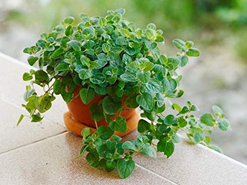 Oregano Herb Seeds For Home Terrace And Kitchen Indoor Outdoor Gardening Planting (Pack Of 100 Seeds)