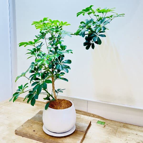 Amazon｜おしゃれ 観葉植物：シェフレラ ホンコン*カポック 鉢植え