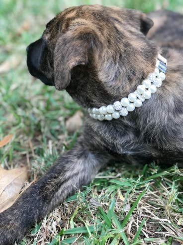 Halsband für Hunde,Hundehalsband mit Perle,Hunde-Katzen-Mode-PU-Leder-Perlenhalsband mit Bling-Strass-Diamant,Verstellbares Chihuahua-Hundehalsband für Hunde,Katzen,Welpen,Kätzchen,S,1.5 x 29.5cm