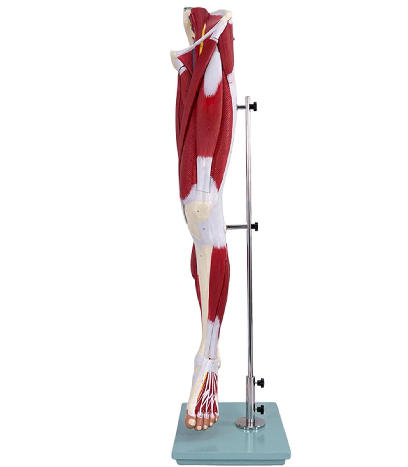 YNIYUJKL Human Leg Muscle Model - Life Size Anatomical Model With 13 Part Numbered Muscular Identification For Study