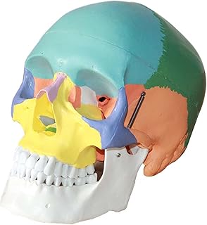 Color Didactic Human Skull Model， Human Color Skull Model， Life Size Painted Medical Anatomical Skull Model，Detachable Cranial Condyle and Jaw for School Teaching Toolsuseful SaiFei