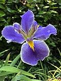 CARATTERISTICHE principali delle bulbose sono quindi di avere un periodo di dormienza ed uno vegetativo e di avere un organo sotterraneo che garantisca la conservazione di tutto ciò che è necessario per la ricrescita della pianta. I periodi di vegetazione sono diversi da specie a specie nelle quattro stagioni dell'anno. E' possibile avere nel proprio giardino delle fioriture da bulbo in tutte le stagioni.