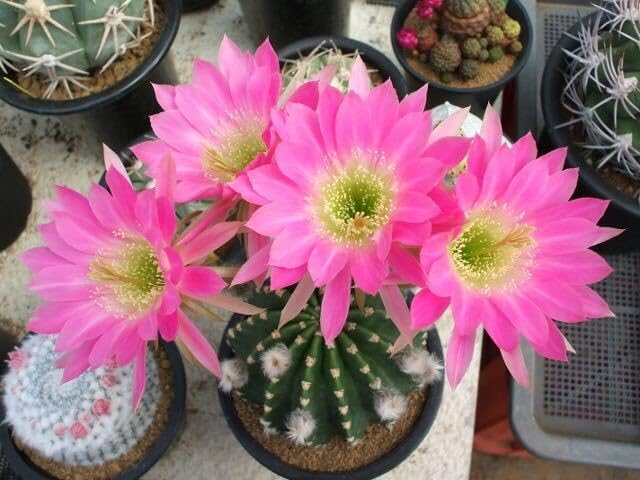 超特大 耐寒 強棘柱サボテン 約100cm ピンクの花 超特大 耐寒 強棘柱