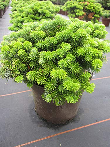 Abies koreana 'Brillant' Zwerg – Immergrün, Winterhart, Pflegeleicht – Zwerg-Koreatanne – Ziergehölz für Garten & Kübel