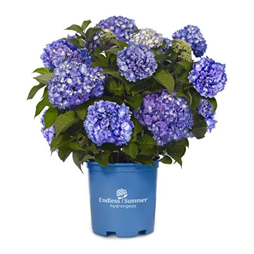 21+ Stunning Lavender and Hydrangea Landscaping Ideas to Transform Your Garden 3 Endless Summer Collection - Hydrangea mac. Endless Summer BloomStruck (Reblooming Hydrangea) Shrub, RB purple, #2 - Size Container