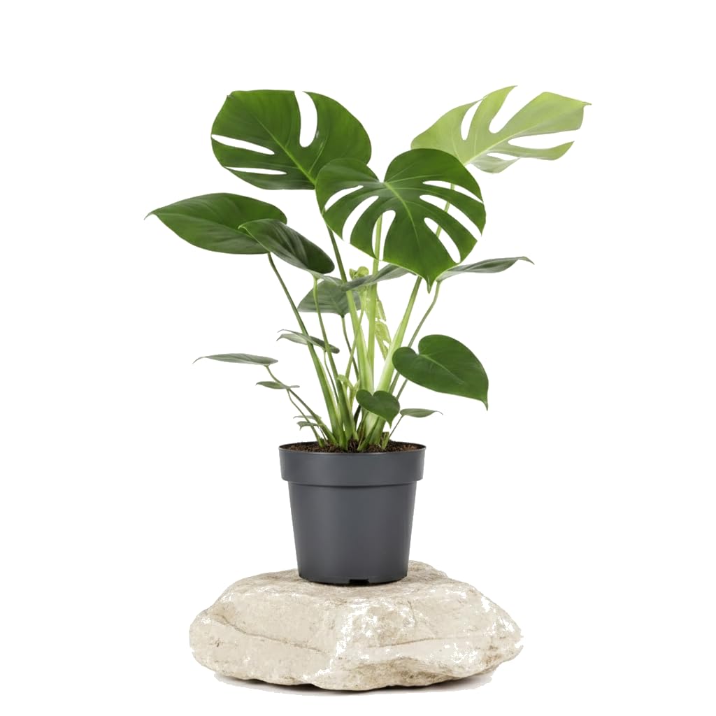 Planta Monstera Deliciosa DECOALIVE de 55 cm ideal para decoración botánica interior