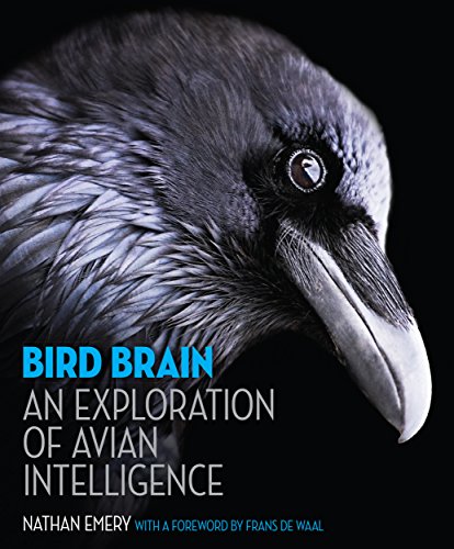 Bird Brain view 2