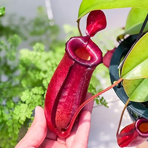 Amazon 食虫植物 ウツボカズラ ネペンテス レディラック 5号吊り鉢 育て方説明書付き Nepenthes Lady Luck 鉢