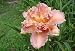 10 Bareroot Hemerocallis Double Love Daylily 1-2 Fan