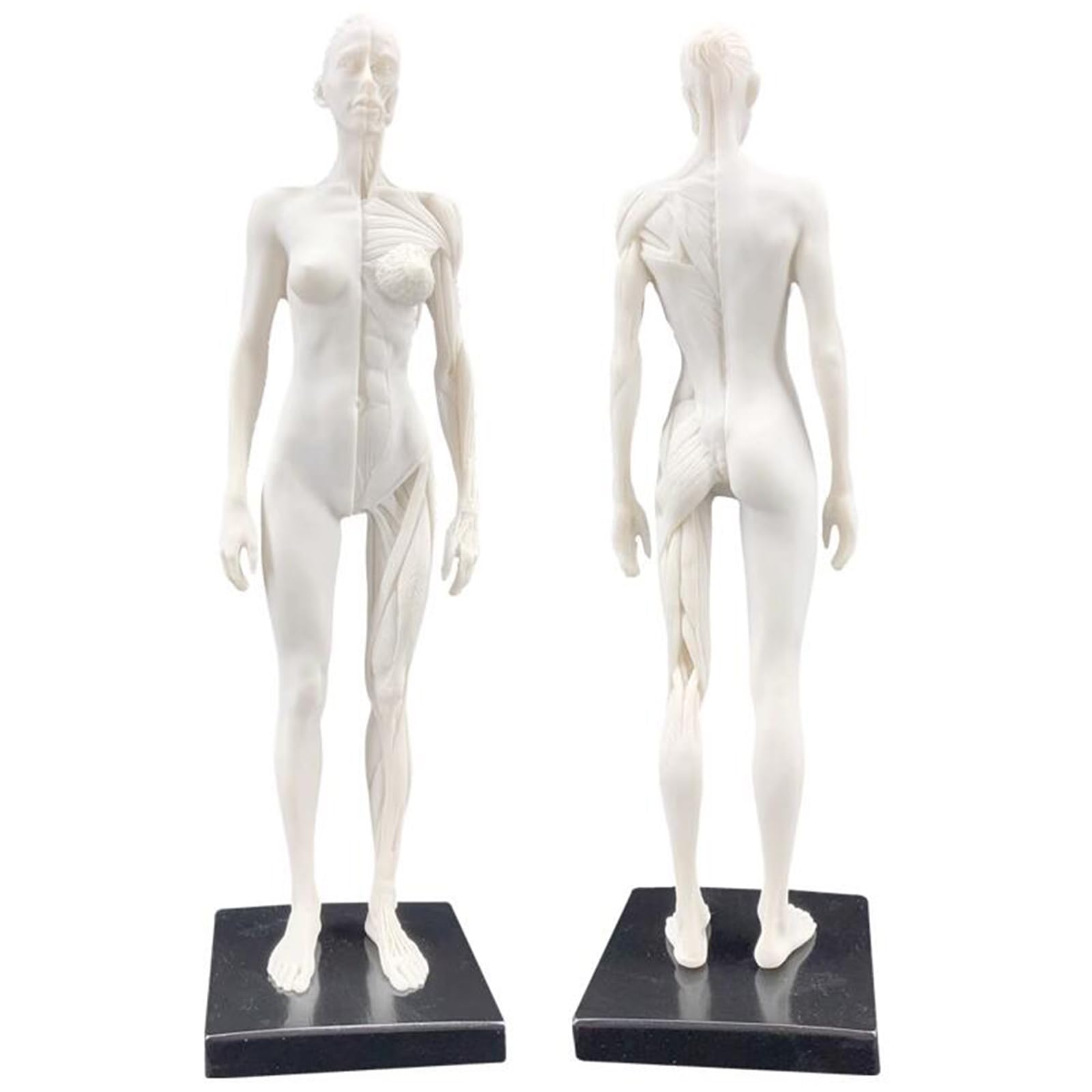 YNIYUJKL Human Anatomical Model - 11 Inch Human Anatomy Figure - Ecorche And Skin Skull Head Body Muscle Bone Resin Model For Teaching And Education,B,F