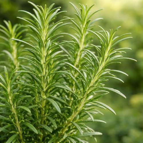 UGAO BHARAT Rosemary Live Plant - Image 2