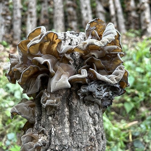 Image of MEIMIDUO 3.0 Oz /85g Dried Black Fungus Wood Ear Mushrooms - All Natural Vegan, Premium Dried Mushrooms For Cooking, Soup, Hot Pot - Resealable Sealable Plastic Can Packaging