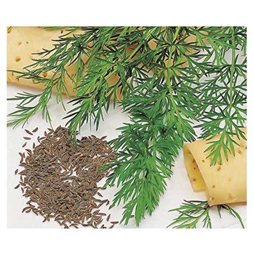 Semente de Cominho Verdadeiro - Embalagem 200mg