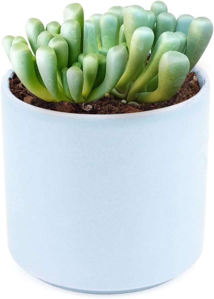 Fenestraria Aurantiaca 'Baby Toes' – Végétal Design Qc - Foto 8