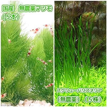 Amazon 水草 国産 無農薬マツモ ５本 スクリューバリスネリア 無農薬 ５株 北海道航空便要保温 Charm チャーム 生体水草 通販