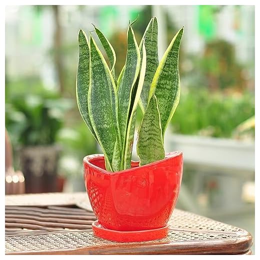 500 piezas Semillas pequeñas de plantas de Sansevieria - semillas de hierbas medicinales macetas planta de interior de cáñamo de arco, Sansevieria trifasciata, semillas de plantas de interio