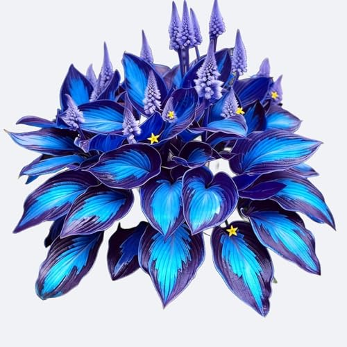 AFYJGRD Ornament-Midnight Blue Hosta for Planting- Garden Hostas - hostas for Planting-2 Pack
