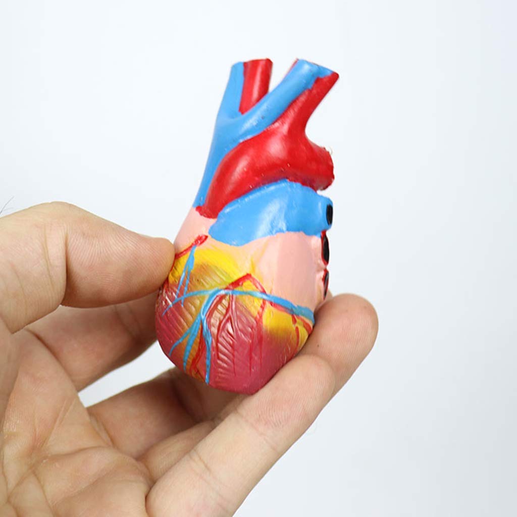 Modello anatomico di Torso Umano -45 cm Modello di Torso Maschile Modello di apparato digerente Staccabile con Copertura Toracica - per Modello didattico con Display da Studio
