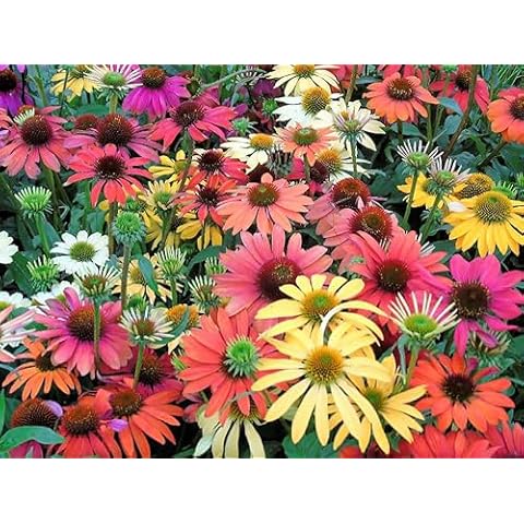 100 Mixed Color Coneflower Echinacea Orange Red Yellow Purple Pink Flower Seeds Cover