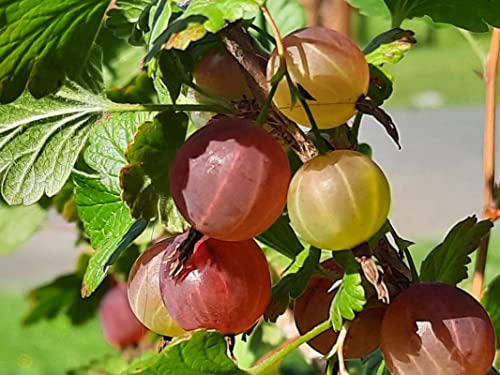 Gooseberry Plant Live for Planting, Gooseberry Tree Edible Berries Starter Plant, Gooseberry Fruits Shrub 5-9 Inc Tall