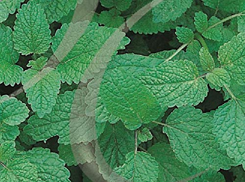400 Seeds of Herb Lemon Balm Melissa