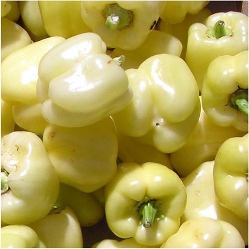 Semi di peperone bianco (Capsicum annuum)
