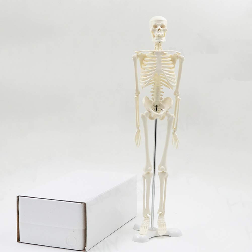 Buy XIEZI Anatomical Model Halloween Hunman s Human Skeleton Anatomical