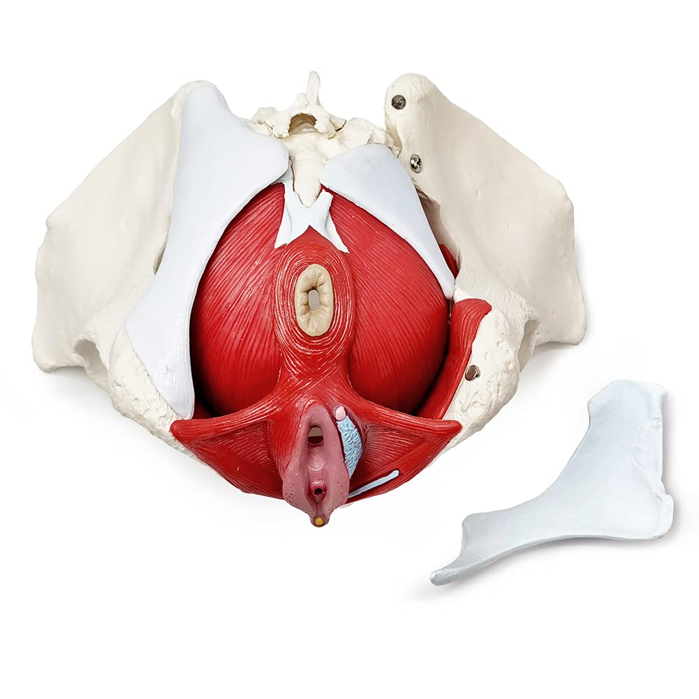 Amazon.co.jp: 女性の骨盤の空洞と曇る模型は器官を摘むことができて