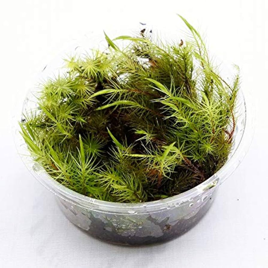 teru3　コケ各種5パレット他ヒノキゴケL、2パック ヒノキゴケ ミニ｜苔（コケ）のインテリア コケリウム（苔