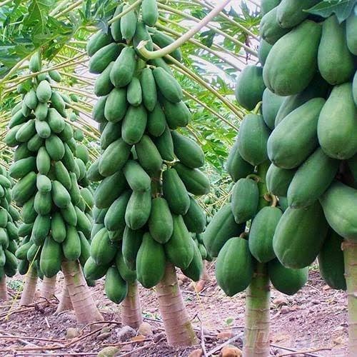Red Lady 786 Papaya Taiwan Seeds F1 Hybrid Seed(360 Seeds) (B0CGRYL4J5) Amazon Price History, Amazon Price Tracker