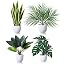 4 Pack,sansevieria/Areca Palm/Bird of Paradise/Tropical Monstera