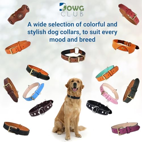Image of Genuine Leather Dog Collar, Blue, Medium, Brass Buckle, Padded | 1 Inch Wide, Fit Neck Size - 14.5 inch - 18.5 inch, Double D Ring, Adjustable, Thick Leather, Heavy Duty, Soft Leather padding