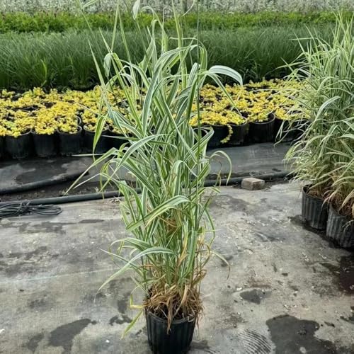 semillas de ornamental resistentes para macetas ornamentales resistentes macetas arbustos de hoja perenne para exteriores al aire 900pcs