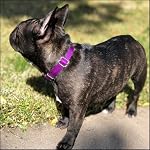 Country Brook Petz - Premium Nylon Dog Collar with Metal Buckle for Small Medium Large Breeds - 10+ Cool Colors (Extra Large, 1 Inch, Purple) - Image 3