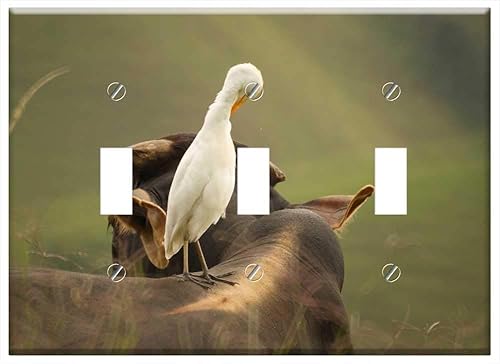 Switch Plate Triple Toggle - Birds Nature Quindio Colombia 5