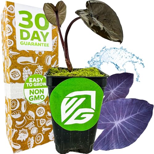 Black Magic Elephant Ear Live Plant - Colocasia esculenta by Wellspring Gardens - Ideal for Gardens & Containers - Great for Indoor Houseplants, Outdoor Landscaping & Garden Planting - Starter Plant