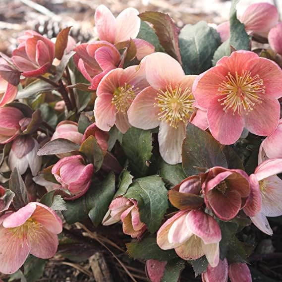 Carbeth Plants Helleborus Pink Marble - Christmas Rose Plant 9cm Pot (2)