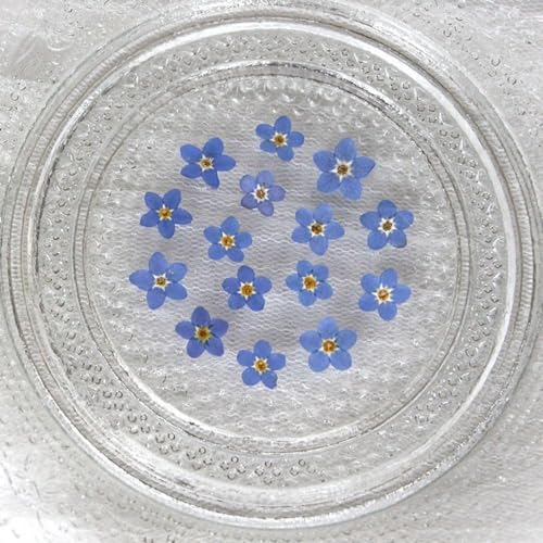 20 piezas flores secas prensadas Purple Forget Me Not para manualidades miniatura 4