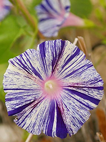 Cemeha Seeds - Morning Glory Arlekin Mix Annual Flowers For Planting #TOP4