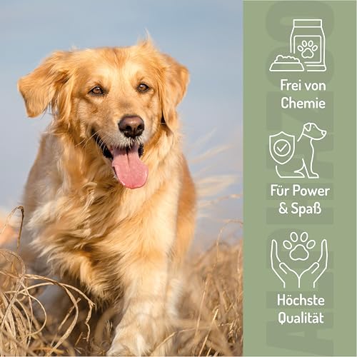 alphazoo Spielfreude Tabletten für Hunde 75g - Ergänzungsfuttermittel mit Glucosamin, Chondroitin - Muschelfleischmehl, Teufelskralle, Weidenrinde - für Bewegungsapparat & Gelenke - Made in Germany